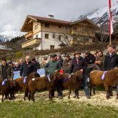 Schafausstellung Tiroler Bergschaf  (22)